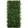 CELOSIA MIMBRE C/HOJAS LAU.WILLGREEN 1X2